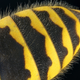 Illustration for article titled Some of the Most Gorgeous Macrophotography Weve Seen in Ages